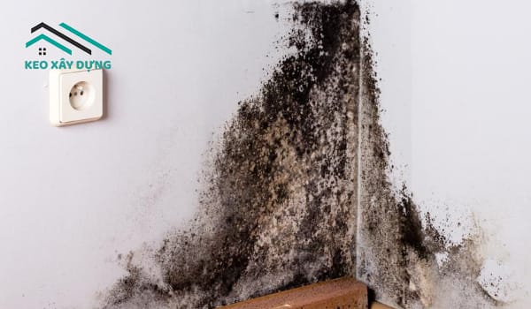 tuong-nha-bi-am-moc-phai-lam-sao